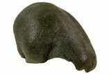 Fossil Whale Ear Bone - Miocene #69663-1
